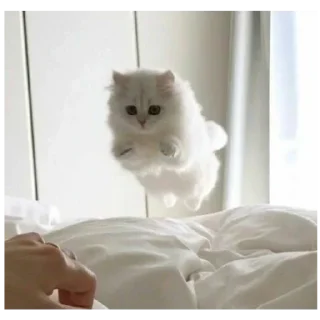 Стикер kitty - 0