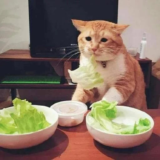 кошка кошка комнатный стол