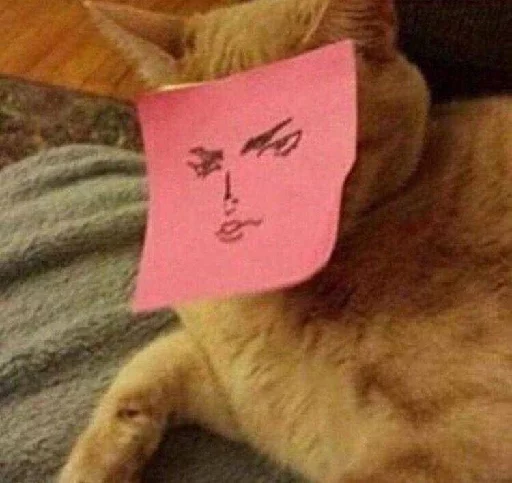 кошка кошка животное заметка post-it