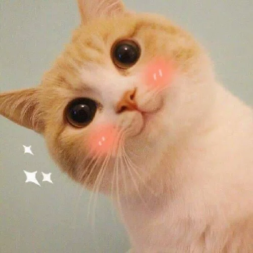 кошка кошка животное млекопитающее