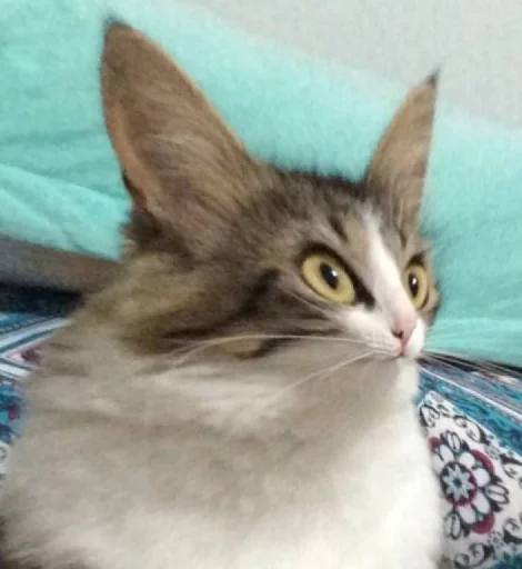 кошка кошка млекопитающее животное