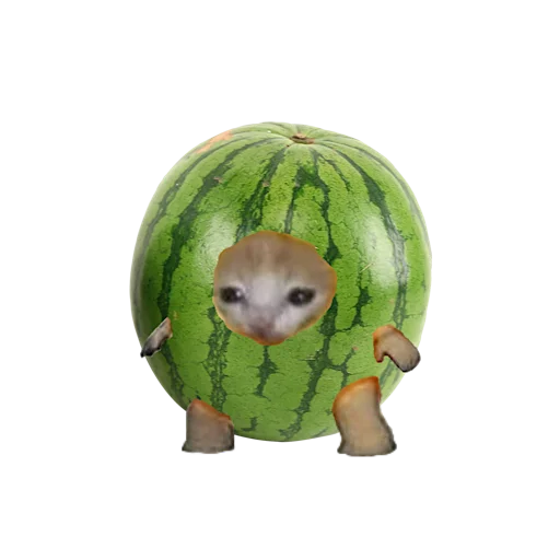 фрукт фрукт дыня арбуз