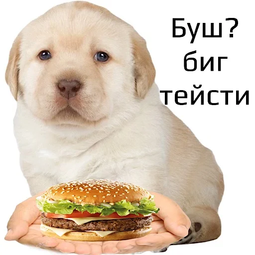 животное животное фаст-фуд гамбургер