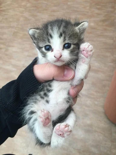 Котики @anime_sticks Котики @anime_sticks - животное