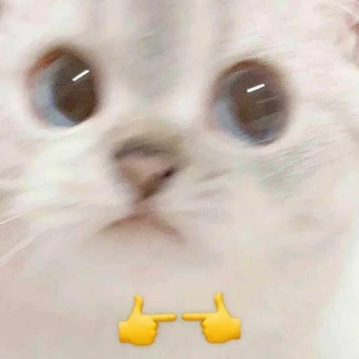 кошки малого и среднего размера кошки малого и среднего размера кошачьи млекопитающее