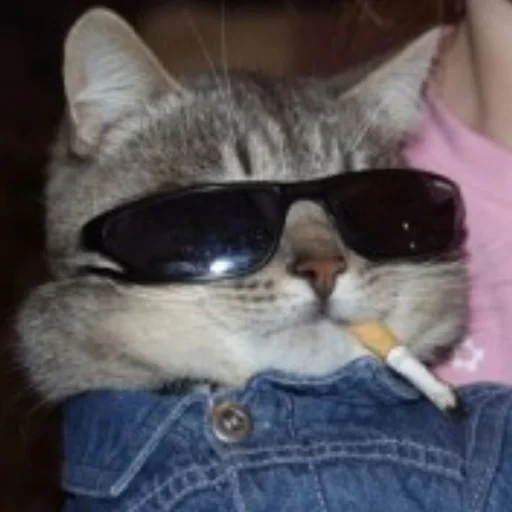 кошка кошка животное млекопитающее