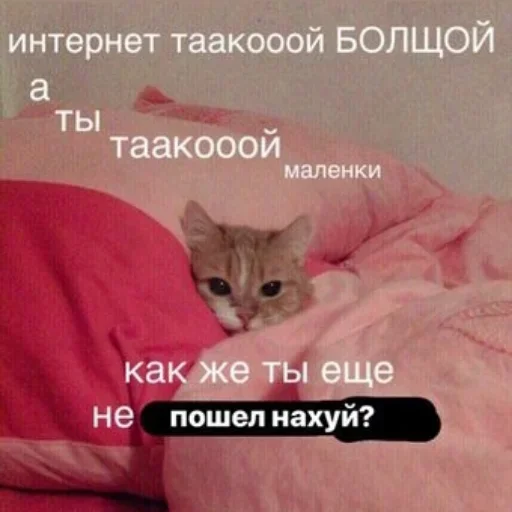 СМС СМС кошки малого и среднего размера кровать
