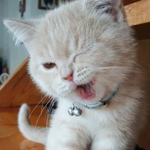 mammal mammal animal cat