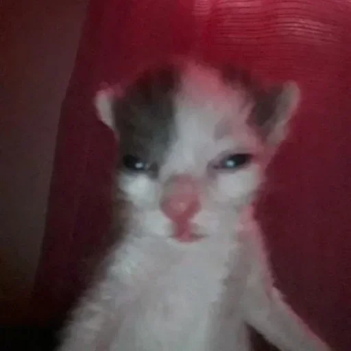 mammal mammal animal kitten