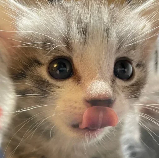 mammal mammal animal cat