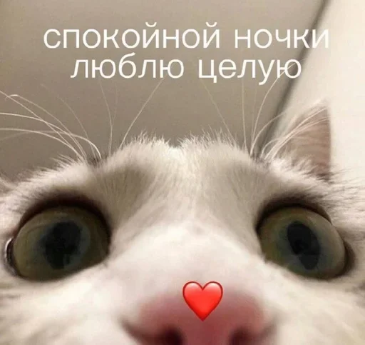 animal animal mammal cat