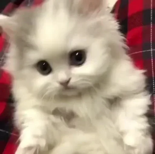 mammal mammal animal cat