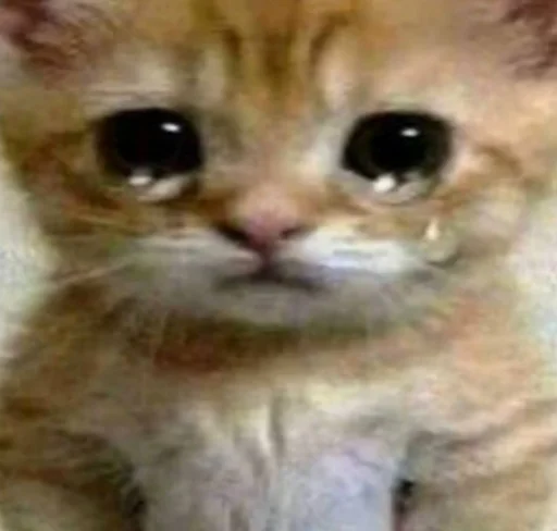 mammal mammal animal cat