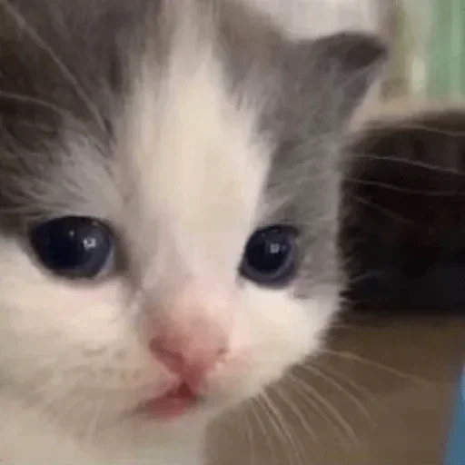 mammal mammal animal cat