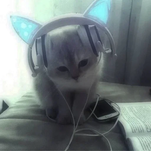 cat cat indoor animal