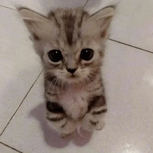 котеки🥺 @screamfromtheloneliness котеки🥺 @screamfromtheloneliness - животное
