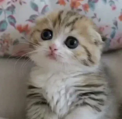 mammal mammal animal cat