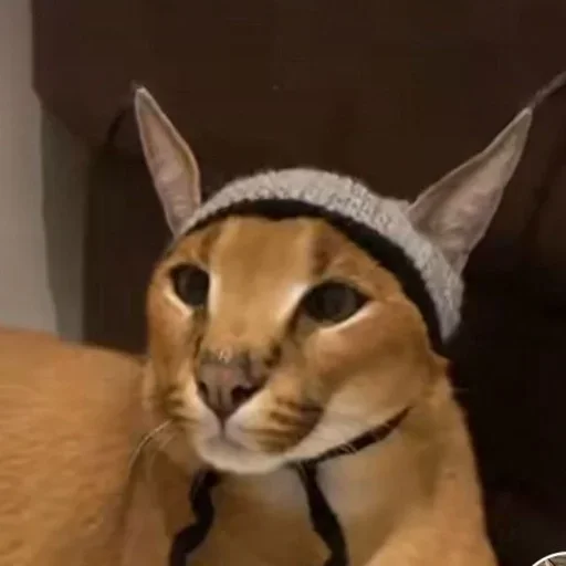 Стикер манда @floppa_master - 0