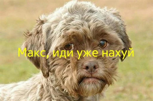 животное животное млекопитающее собака