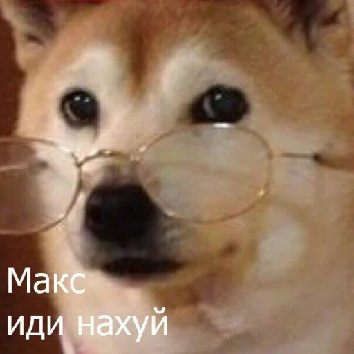 домашнее животное домашнее животное порода собак млекопитающее