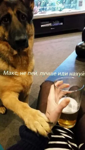 домашнее животное домашнее животное порода собак пить