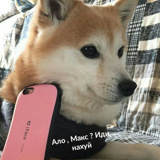 животное животное домашнее животное СМС