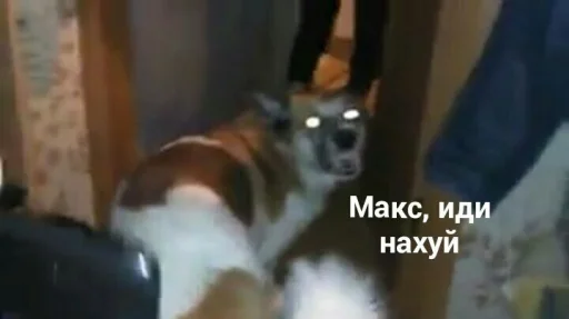 животное животное млекопитающее домашнее животное