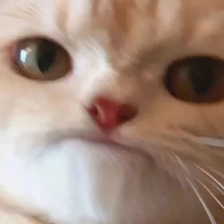 Стикер КоТаНы🐱 - 0
