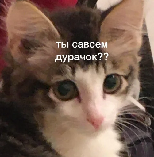 animal animal mammal cat