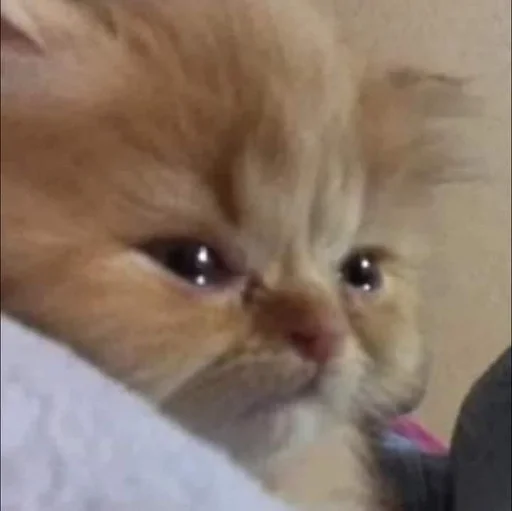 mammal mammal animal cat