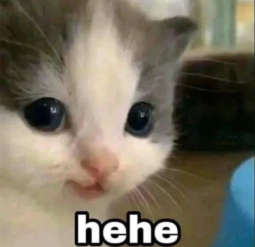 mammal mammal cat animal