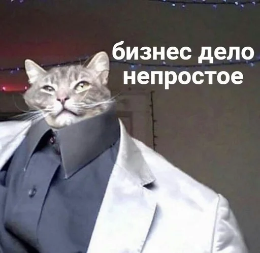 cat cat shirt collar