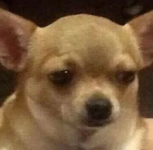 mammal mammal animal dog