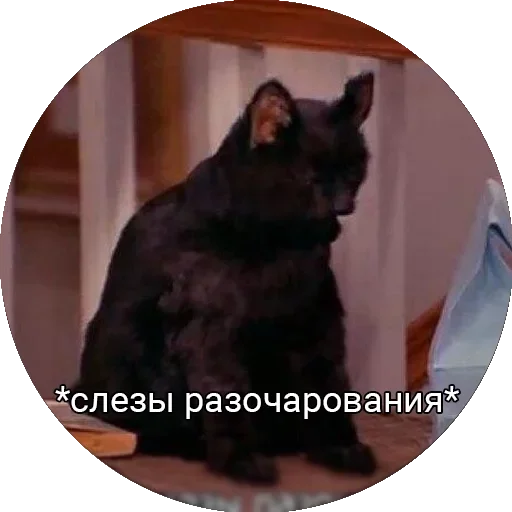 чёрная кошка чёрная кошка млекопитающее животное