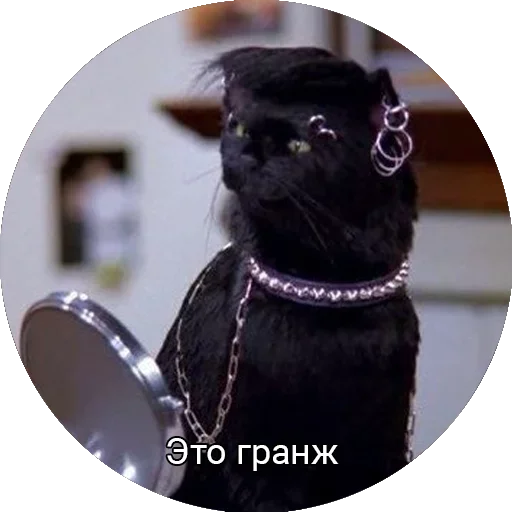 кошки малого и среднего размера млекопитающее кошачьи