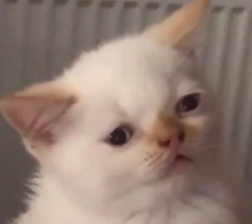 mammal mammal animal cat
