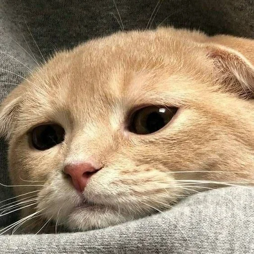 animal animal mammal cat