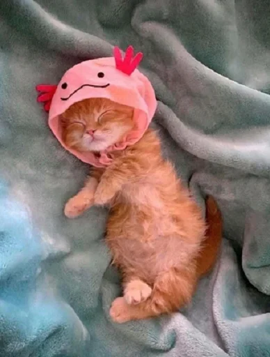 animal animal felidae small to medium-sized cats