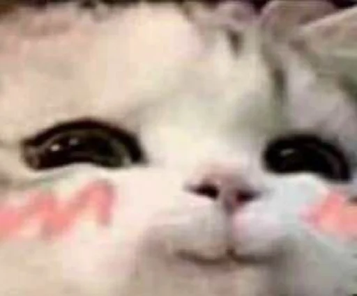 mammal mammal animal cat