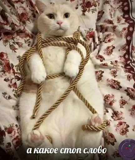 small to medium-sized cats small to medium-sized cats domestic cat felidae