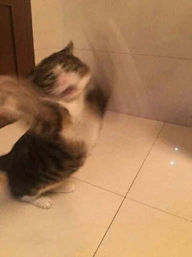 indoor indoor small to medium-sized cats felidae