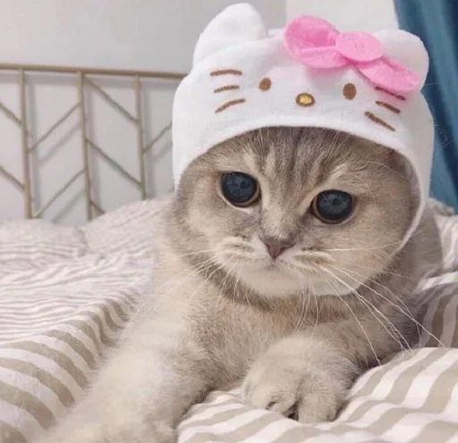 cat cat small to medium-sized cats animal