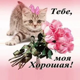 Стикер Открытки из одноклассников @stickernayaa - 4