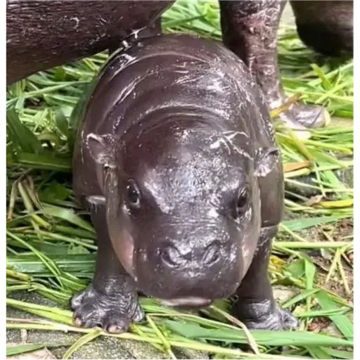 Hippo - 
