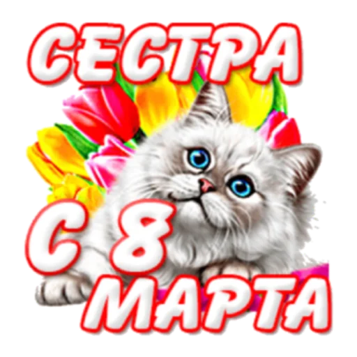 кошки малого и среднего размера кошки малого и среднего размера кошачьи кошка