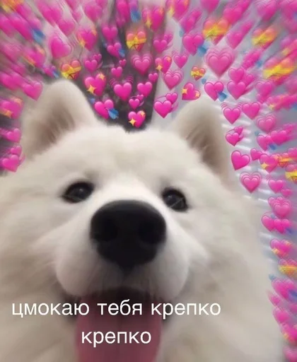 животное животное млекопитающее собака