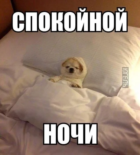 собака собака животное комнатный