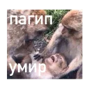 Поспишь потом Поспишь потом - человеческое лицо