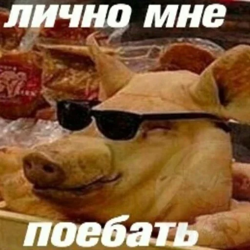 СМС СМС животное скот