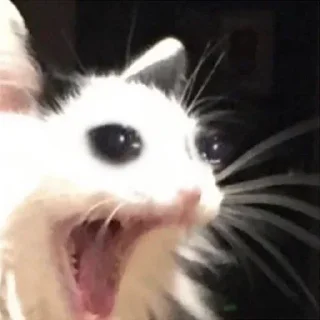 Sticker PUSSIMASUSSI - 0